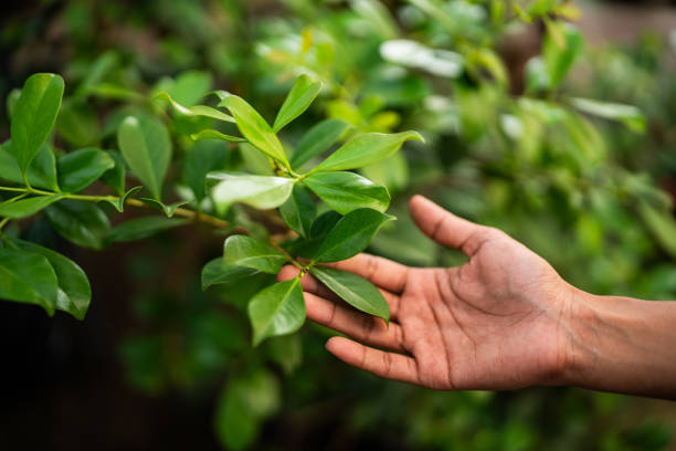 How Our Tree Care Process Works  in  Marshall, VA